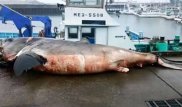 Японские рыбаки поймали гигантскую акулу, погибшую в схватке с черепахой