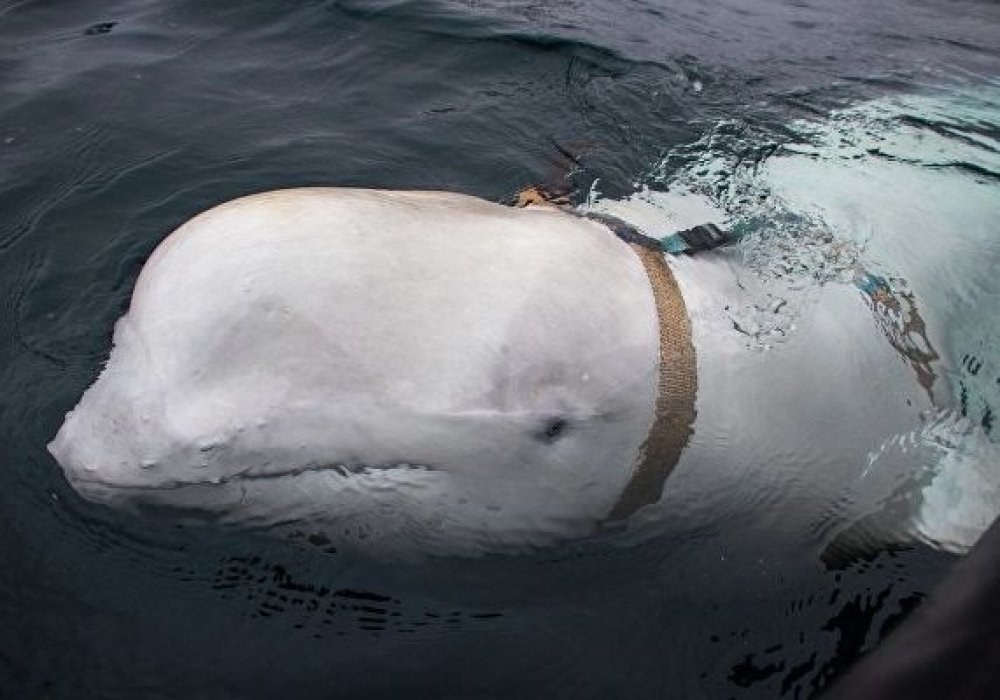 В Норвегии кита заподозрили в работе на российских военных