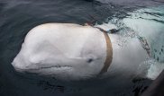 В Норвегии кита заподозрили в работе на российских военных