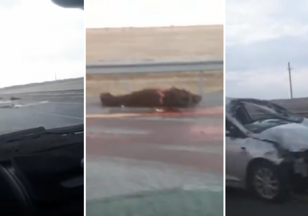 Житель Нур-Султана сбил насмерть 5 лошадей на автобане