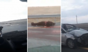 Житель Нур-Султана сбил насмерть 5 лошадей на автобане