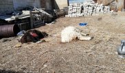 Не "чупакабра": убийцу домашнего скота сняли на видео в Атырауской области