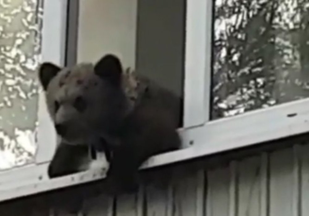 Жителей Уральска удивил медведь на балконе