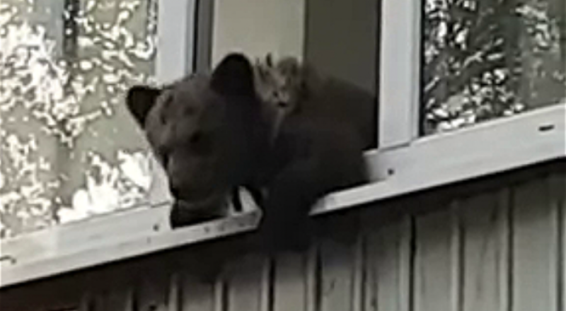 Как медвежонок попал на балкон многоэтажки в Уральске