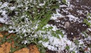 В Усть-Каменогорске выпал снег