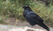 Вороны нападают на людей во дворах Усть-Каменогорска