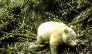 Редчайшая панда-альбинос впервые попала на камеру