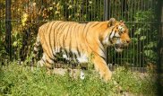 "Жыртқыштармен жұмыс істеу оңайырақ". Zoo қызметшісінің әңгімесі