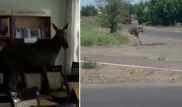 Лось забрался в библиотеку колледжа в Семее