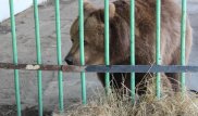 15 лет за решеткой. Костанайскую медведицу Катю выпустили из колонии