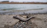 Атырауская ТЭЦ признала вину в массовой гибели рыбы в Урале