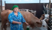 На неуязвимых клещей пожаловались жители Атырауской области