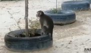 "С пальмы слез": разгуливающую по Актау обезьяну сняли на видео