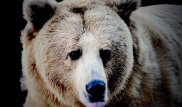 Самый большой хищник Казахстана становится разбойником по вине людей - ученый