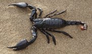 Ученые нашли оружейный арсенал у скорпионов