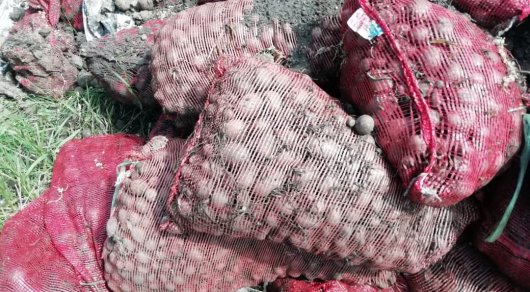 Десятки тонн картофеля гниют близ Костаная