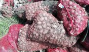 Десятки тонн картофеля гниют близ Костаная