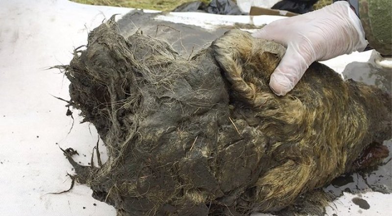 Голову гигантского волка возрастом 40 тысяч лет нашли в 