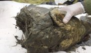 Голову гигантского волка возрастом 40 тысяч лет нашли в Якутии
