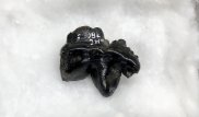 Ученых удивил результат анализа зубов, найденных в 1970 году в Арктике