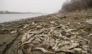 Если бы были нормальные очистительные сооружения - Бозумбаев о гибели рыбы в Урале