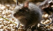 Загрызли 10 кур. Крысы-мутанты заполонили район Шымкента