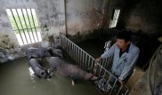 Фермеры убивают миллионы свиней в Азии из-за эпидемии африканской чумы