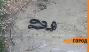 На нашествие змей пожаловались жители Уральска