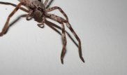 Гигантского паука, который пожирает опоссума, засняли в Тасмании