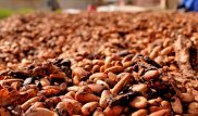 Ученые нашли в какао лекарство от ожирения и диабета