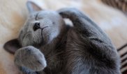 Каких животных считают наиболее умными