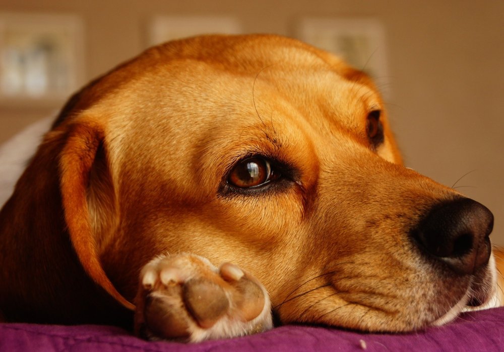 Собаки-ищейки научились выявлять рак легких с точностью 97 процентов