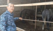 Снаряд запутался в хвосте лошади в Арыси