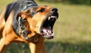 Покусанная собакой девочка заразилась бешенством в Шымкенте