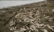 Чиновников судят за массовую гибель рыбы в Урале