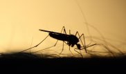 Из-за комаров могут наказать астанинских чиновников