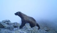Росомаха попалась в фотоловушку в ВКО