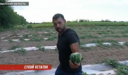 На грани разорения из-за отсутствия полива оказались жители Жамбылской области
