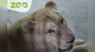 Львица умерла в зоопарке Алматы