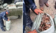 За сбор золотого корня задержали 14 человек в ВКО