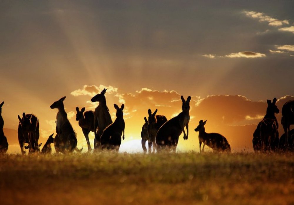 Австралия: путеводитель по Зеленому континенту