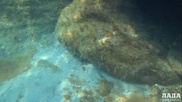 Красивые кадры подводного мира Каспия загрузили в Сеть