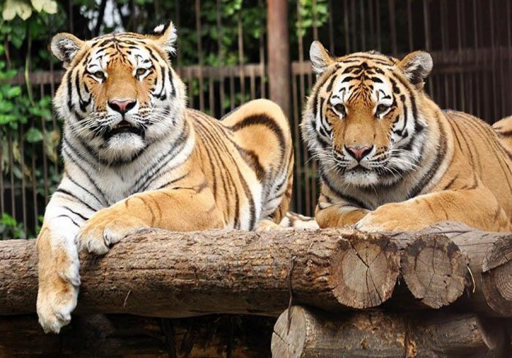 Фото: зоопарк Алматы