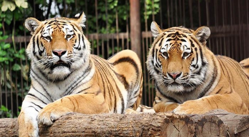 Фото: зоопарк Алматы
