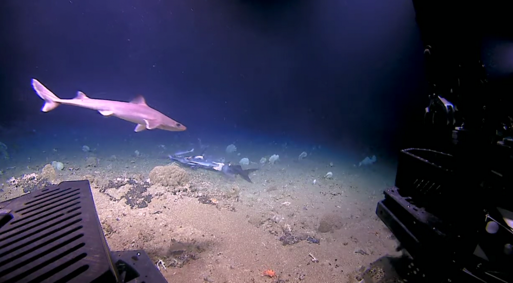 Целиком проглотивший акулу огромный окунь попал на видео