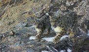 Снежных барсов заселят в зоопарк Алматы