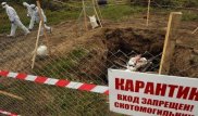 В скотомогильниках Арыси сибирской язвы нет - акимат