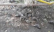 Воробьи массово гибнут в ЗКО