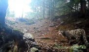 Снежный барс попал в фотоловушку в Джунгарском Алатау