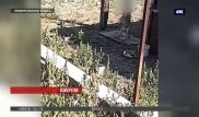 В Алматы хозяин повесил собаку на глазах у детей